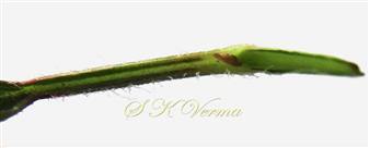  Petiole